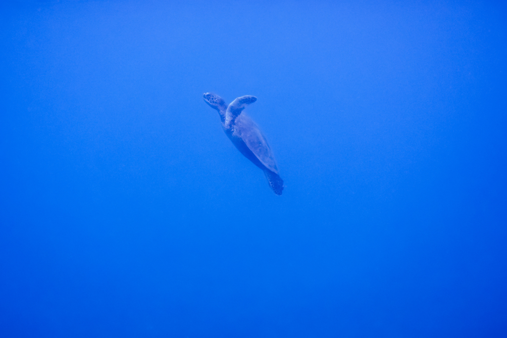 surfacing