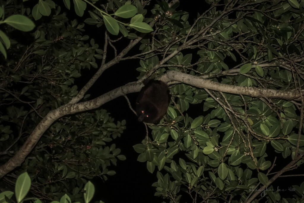 okinawa flying fox