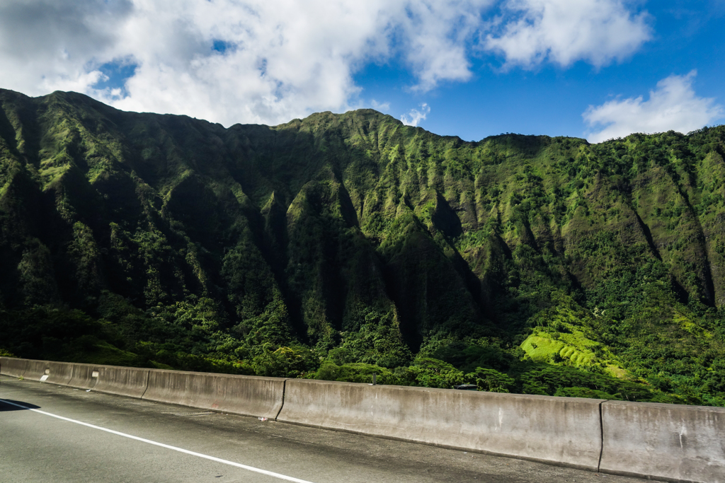 waiahole forest