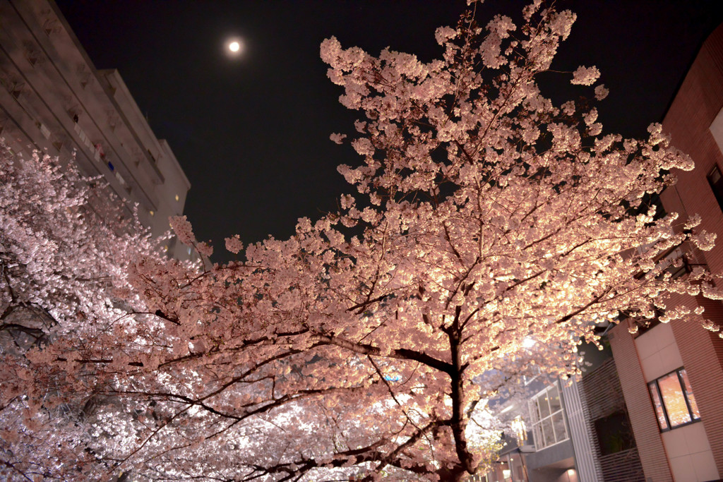 spring moonlight night