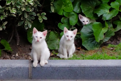 nearby white kittens