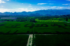 paddy field canvas in china
