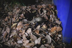 bed of fallen leaves