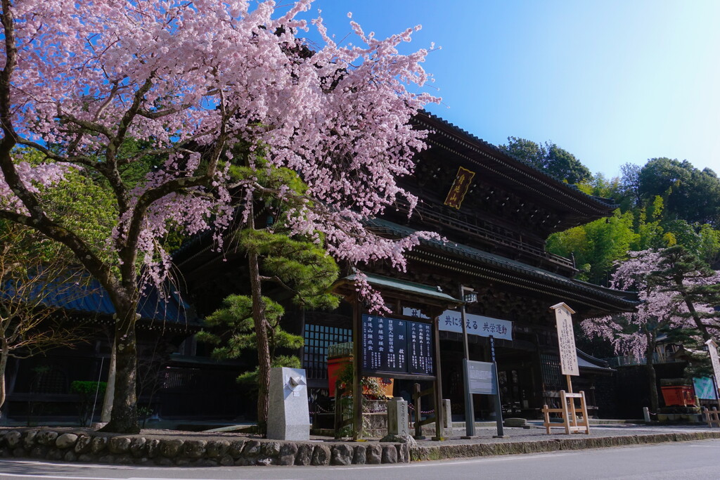 minobu sakura07