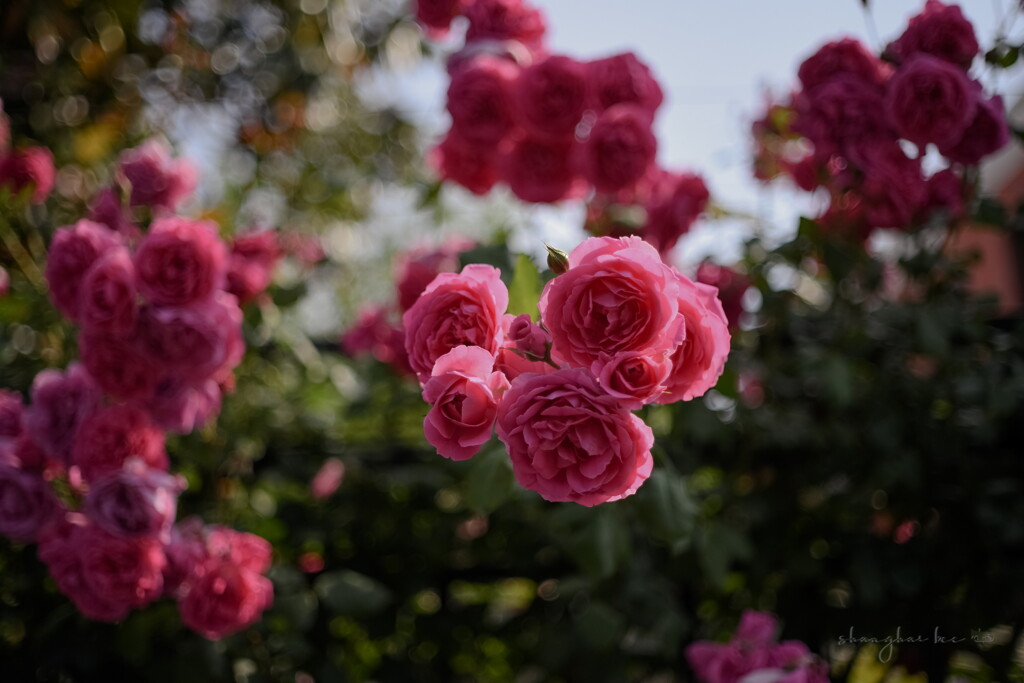 the wild rose revived