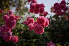 the wild rose revived