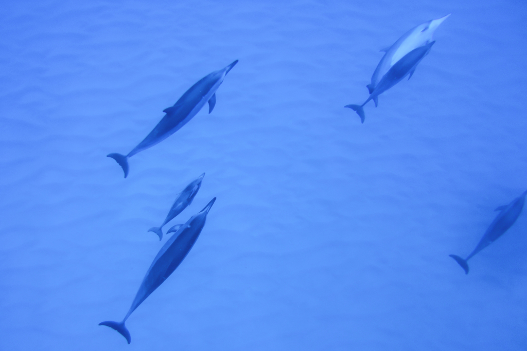 dolphin family