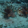 pair of red lionfish