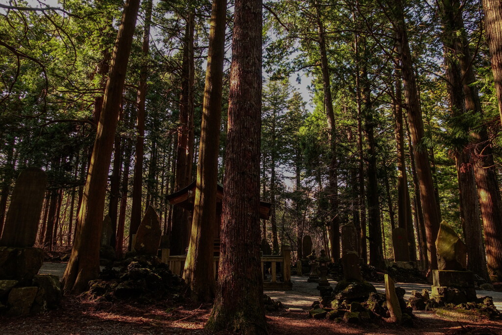 fuji sengen Shrine~giant trees