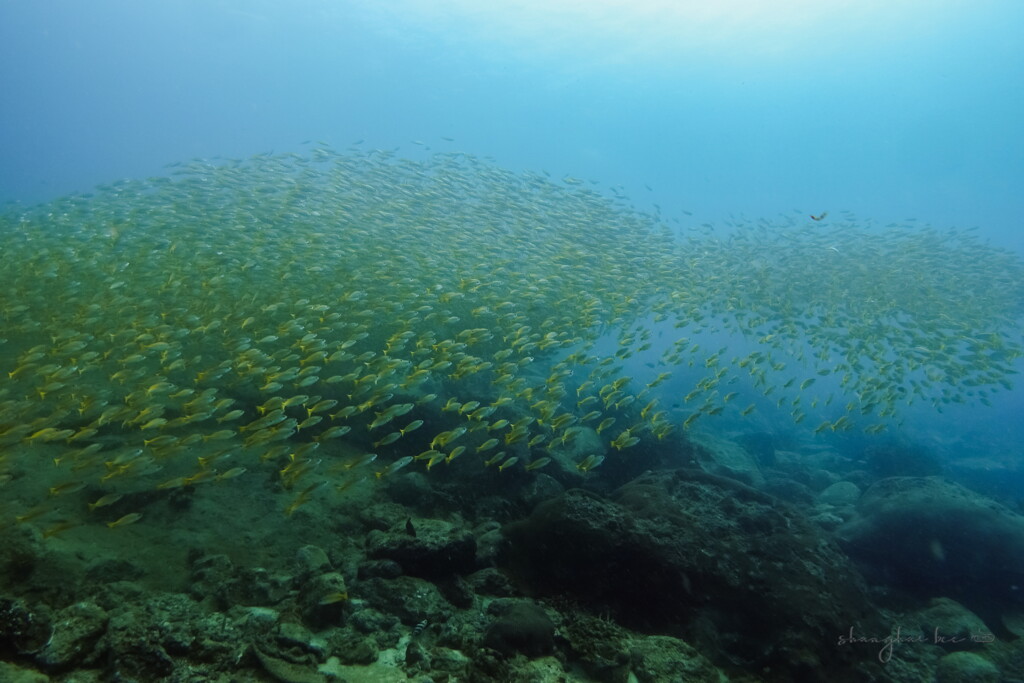 school of bigeye snapper 01