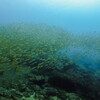 school of bigeye snapper 01