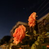 autumn night wild roses