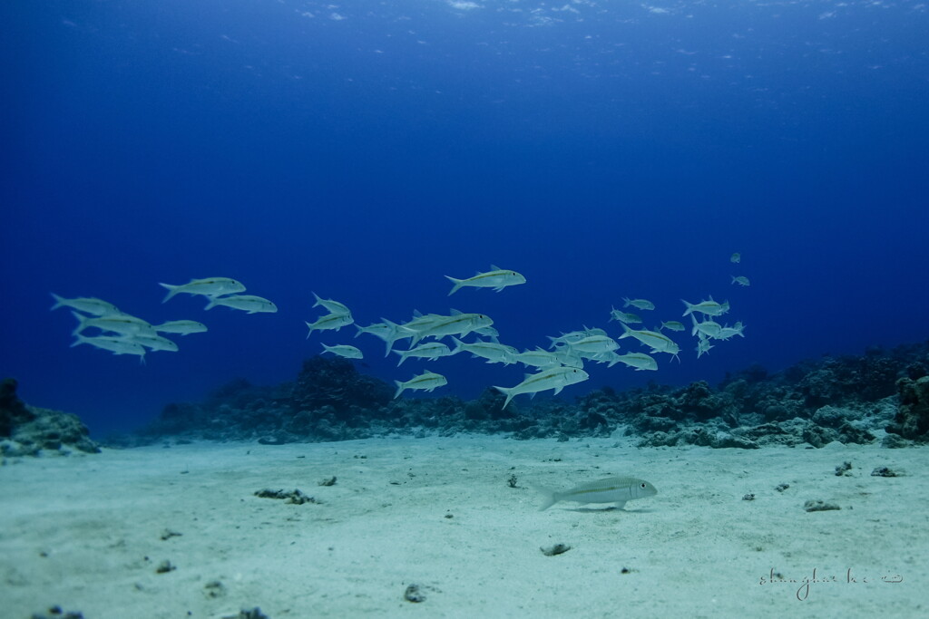 yellowstripe goatfish