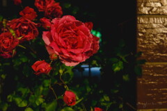roadside night roses