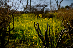 field mustard