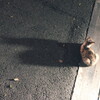 shanghai lockdown ~ shadow