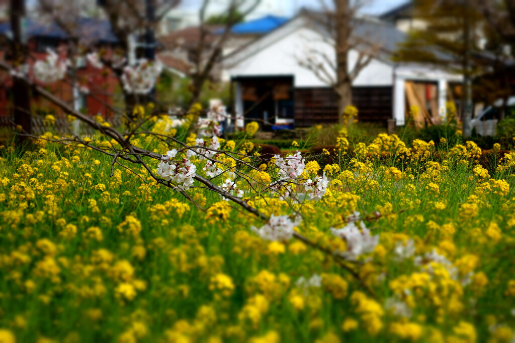 flower competitions  in spring