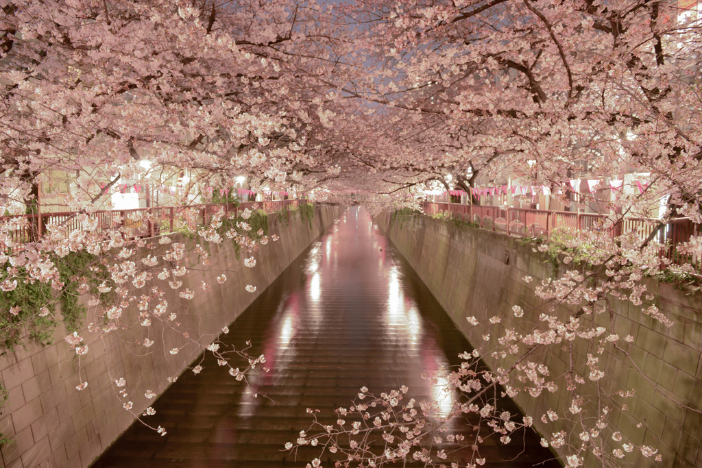 sakura in nakameguro