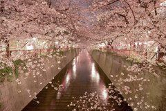 sakura in nakameguro