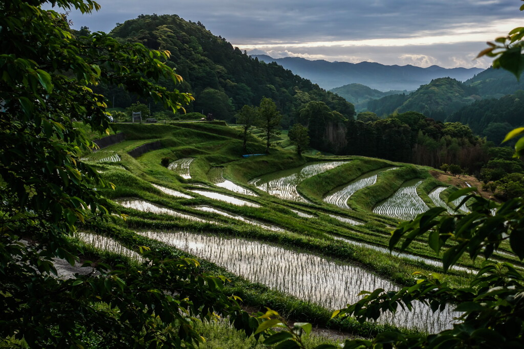 rice terraces~ooyama senmaida