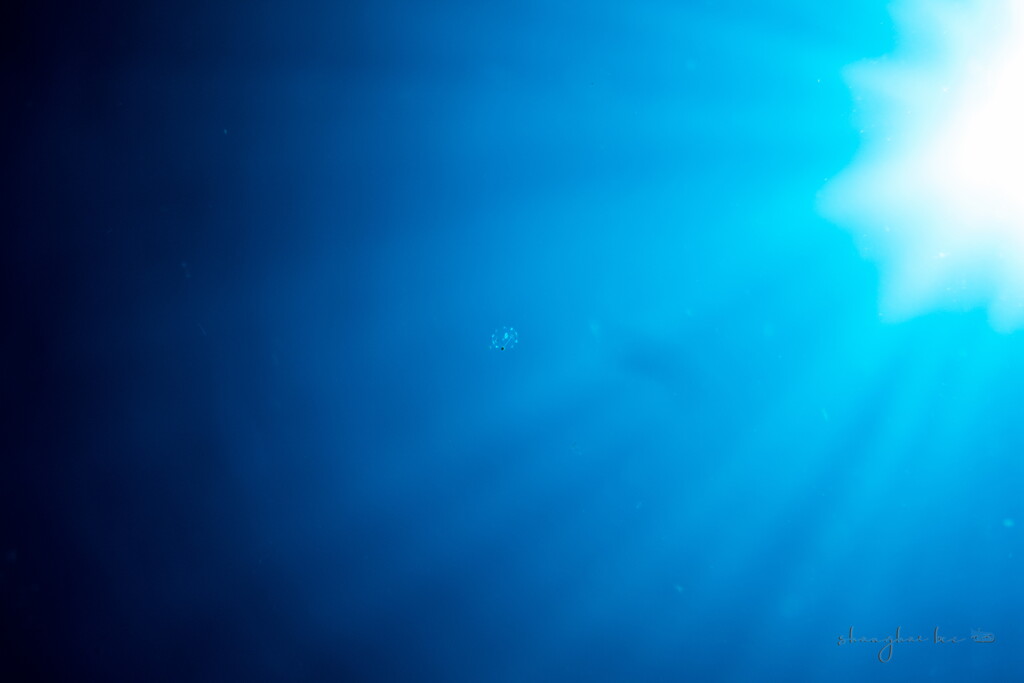 unknown jellyfish