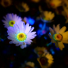 pl art~flower01