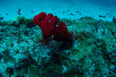 bright red sea lily