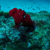 bright red sea lily