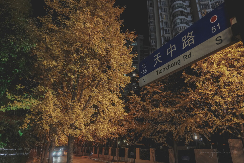 tianzhong road in autumn