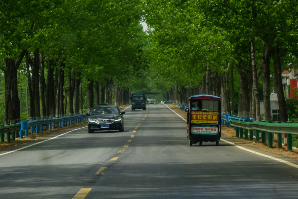 tree lined road at wuhan 