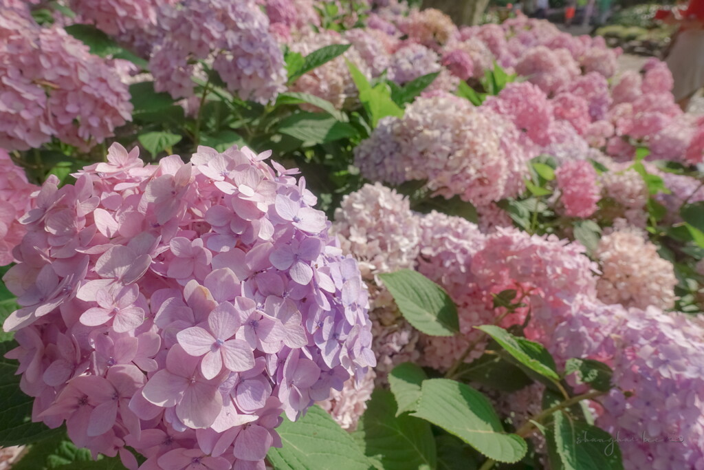 chinese hydrangea