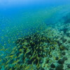 school of bigeye snapper 02