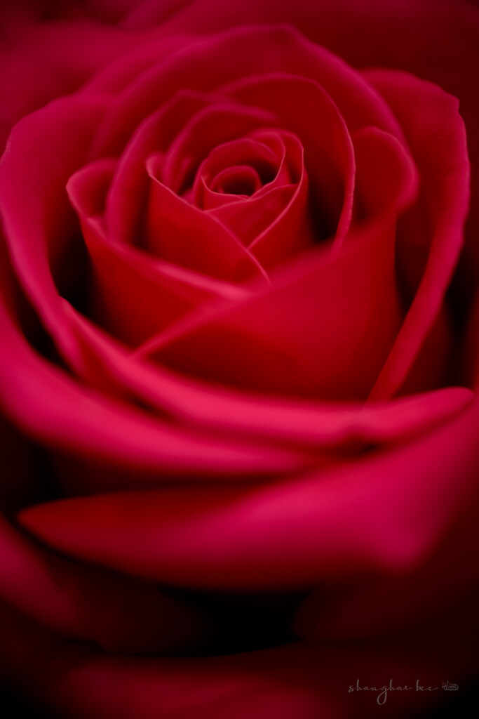 rose roses