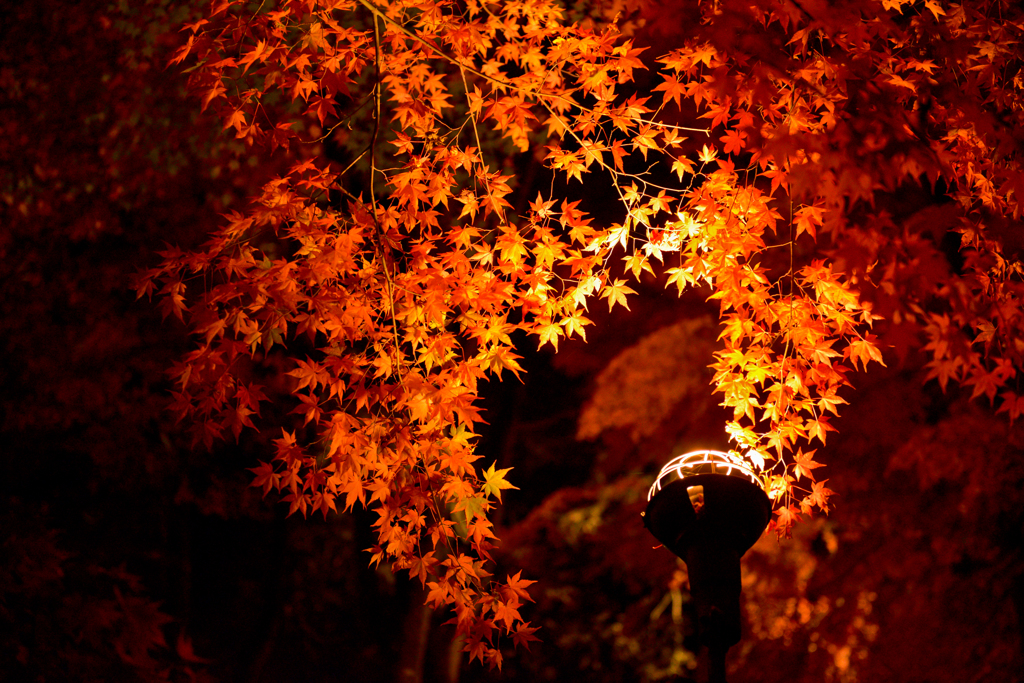 a scene from a autumn