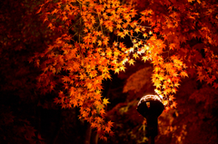 a scene from a autumn