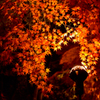 a scene from a autumn