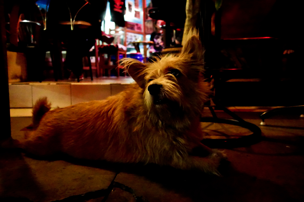 terrier in the bar