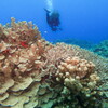 kerama's coral