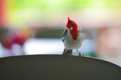 yellow-billed cardinal