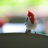 yellow-billed cardinal