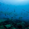 sea snake intrusion