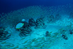 large school of selar boops 01