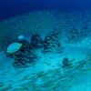 large school of selar boops 01