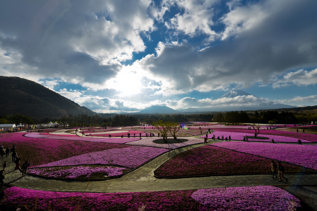 moss pink and mt.fuji