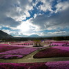 moss pink and mt.fuji