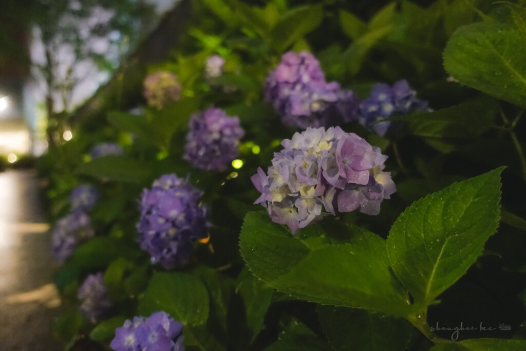 night rain and hydrangeas