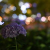 early blooming hydrangea