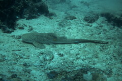 leopard shark