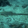 leopard shark