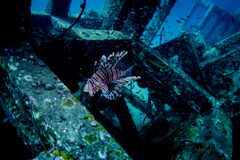 red lionfish